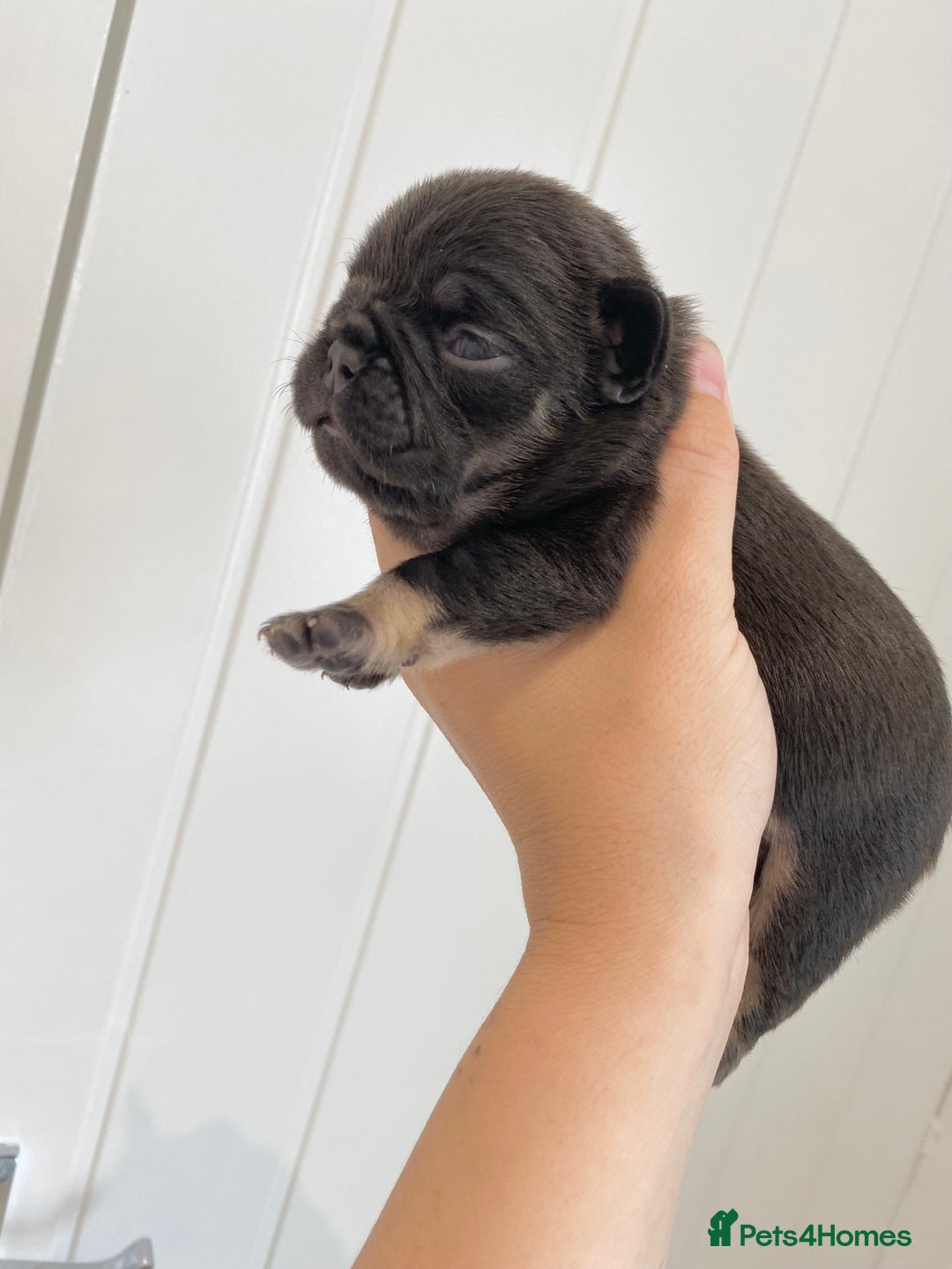 French Bulldog dogs for sale: Beautiful litter off French bulldog puppies  - Image 25