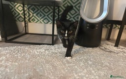 Mixed Breed cats for sale: Black and White Queen  - Image 2