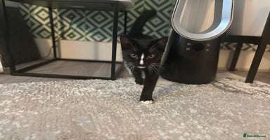 Mixed Breed cats - Advert 1