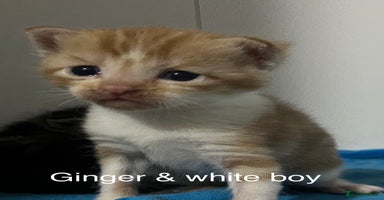 Mixed Breed cats - Advert 9