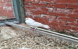 Pigeons birds for sale: 7 Pigeons for sale - Image 18
