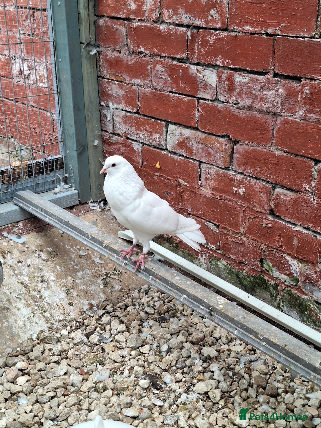 Pigeons birds for sale: 7 Pigeons for sale - Image 18