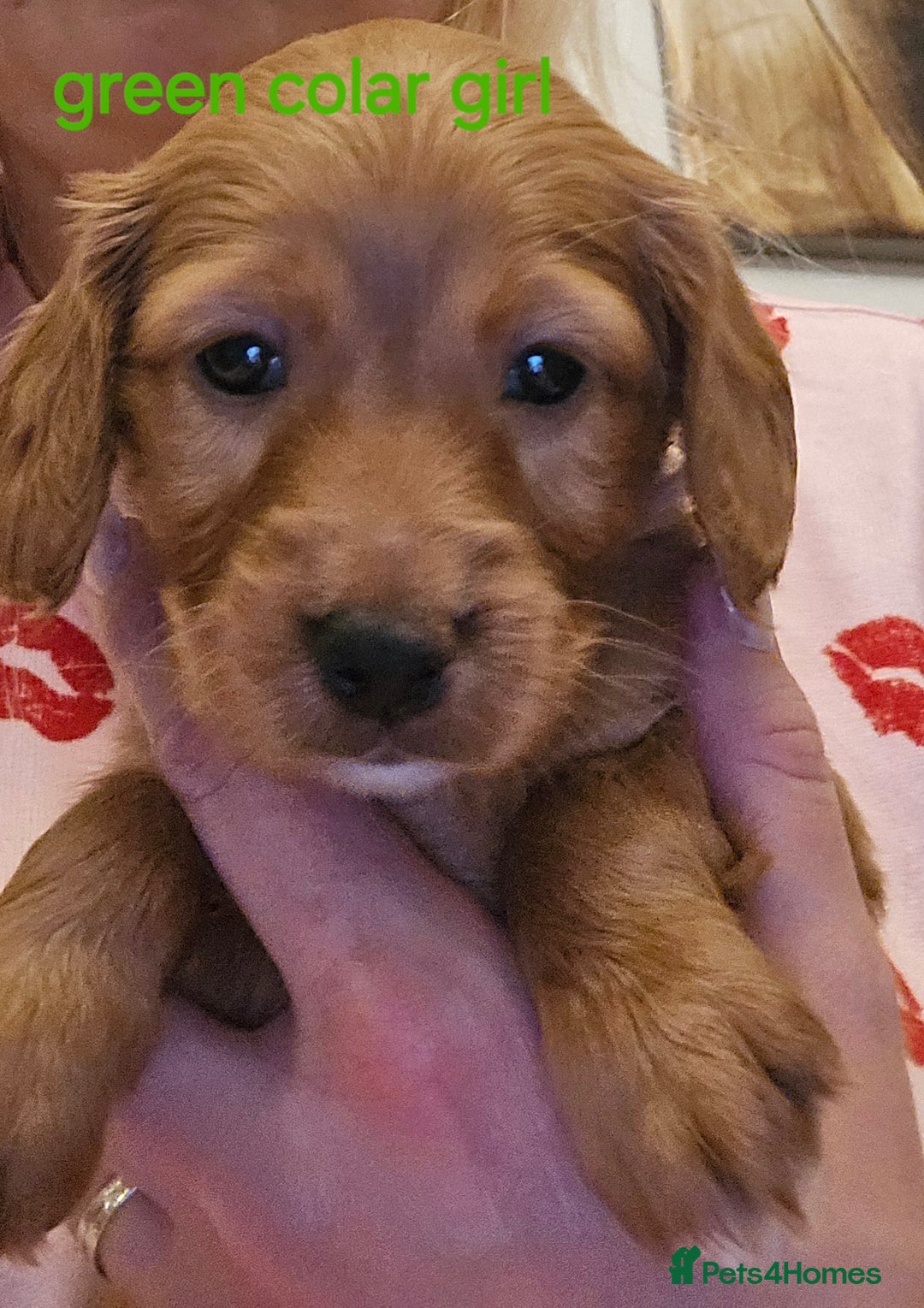 Cockapoo dogs for sale: 7 f2 cockapoos - Advert 19