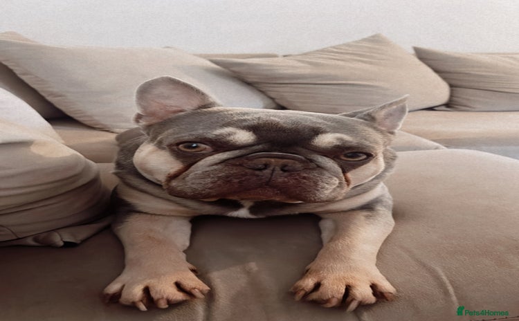 French Bulldog dogs - Advert 2