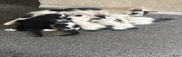 Domestic Shorthair cats for sale: Beautiful kittens for sale  in Pontefract - Advert 6