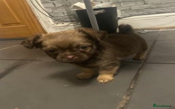 Chihuahua dogs for sale: 4 adorable male 3/4 chihuahuas  - Advert 6