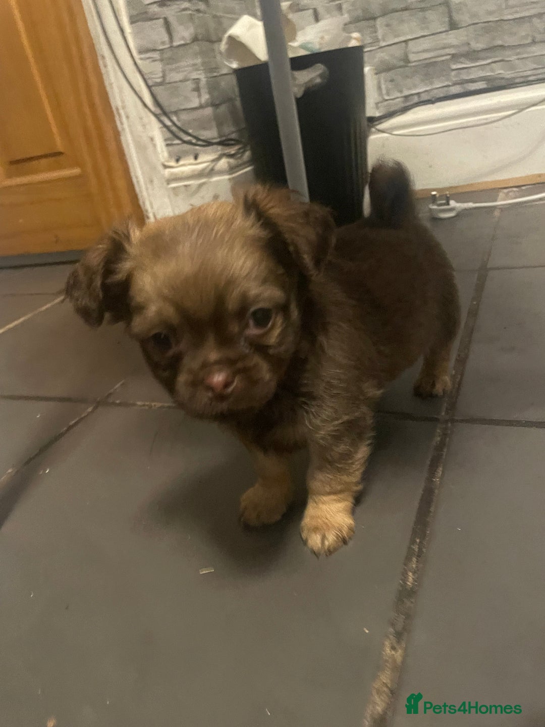 Chihuahua dogs for sale: 4 adorable male 3/4 chihuahuas  - Advert 6