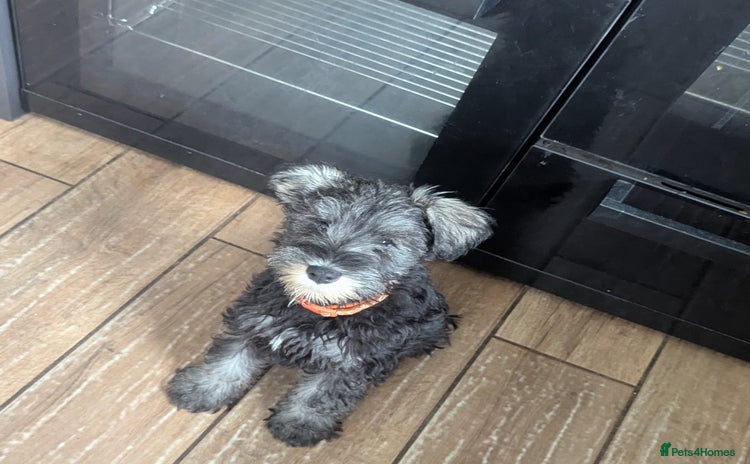 Miniature Schnauzer dogs - Advert 1