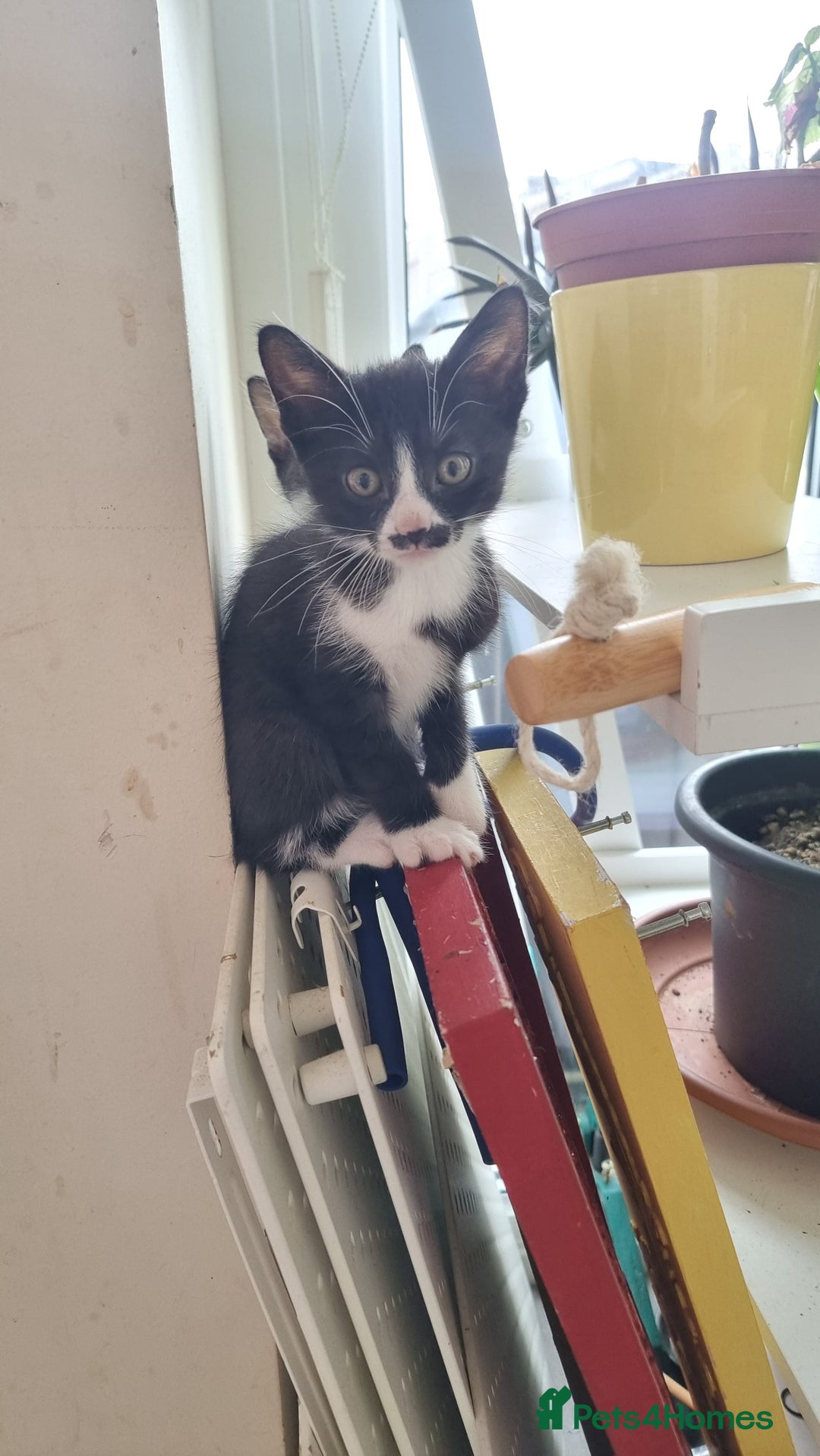 Mixed Breed cats for sale: Classic Tuxedo Kittens - Image 3