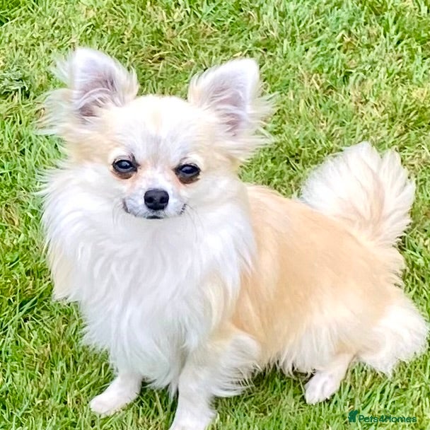 Chihuahua dogs CHIHUAHUA LONG COAT SABLE & WHITE - Advert 8