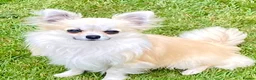 Chihuahua dogs for sale: CHIHUAHUA LONG COAT SABLE & WHITE - Advert 1