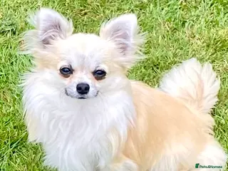 Chihuahua dogs CHIHUAHUA LONG COAT SABLE & WHITE - Advert 1