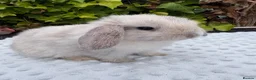 Mixed Breed rabbits for sale: Mini lops cross lion head rabbits  - Advert 4