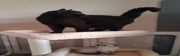 British Shorthair cats for sale: Stunning British Shorthair kittens - Advert 7
