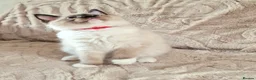 Ragdoll cats for sale: 2 Beautiful Ragdoll Kittens - Advert 19