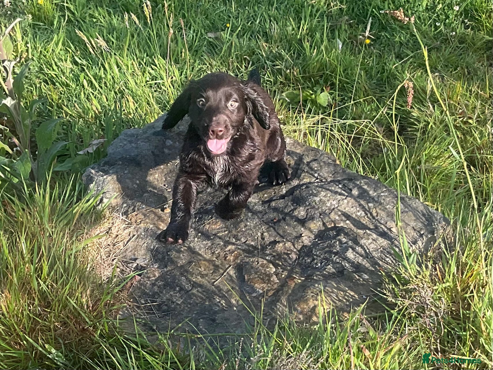 Cocker Spaniel dogs Sired from British Champion - Advert 17