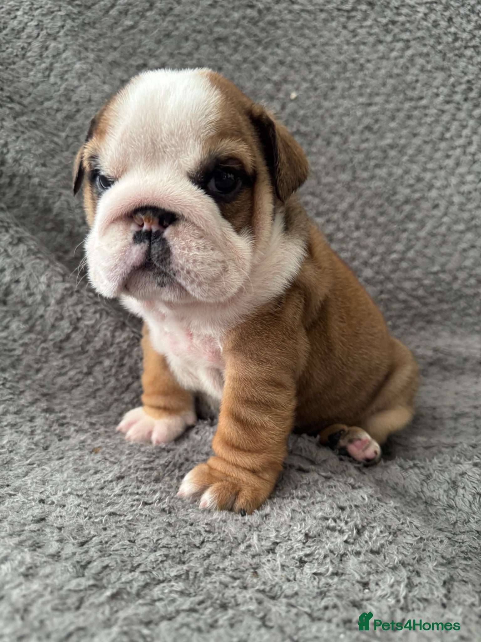 English Bulldog dogs KC REGISTERED Red/White English Bulldog Puppies  - Advert 4