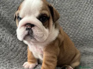 English Bulldog dogs KC REGISTERED Red/White English Bulldog Puppies - Advert 4