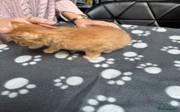 Mixed Breed cats for sale: Kittens available - females and males - Image 9
