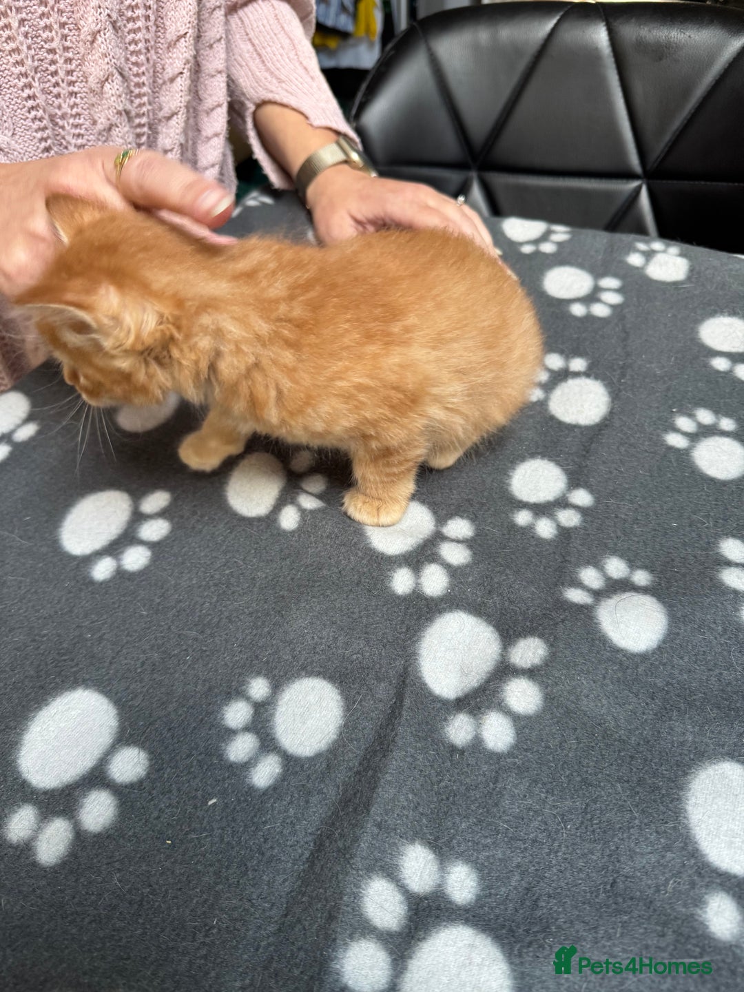 Mixed Breed cats for sale: Kittens available - females and males - Image 9