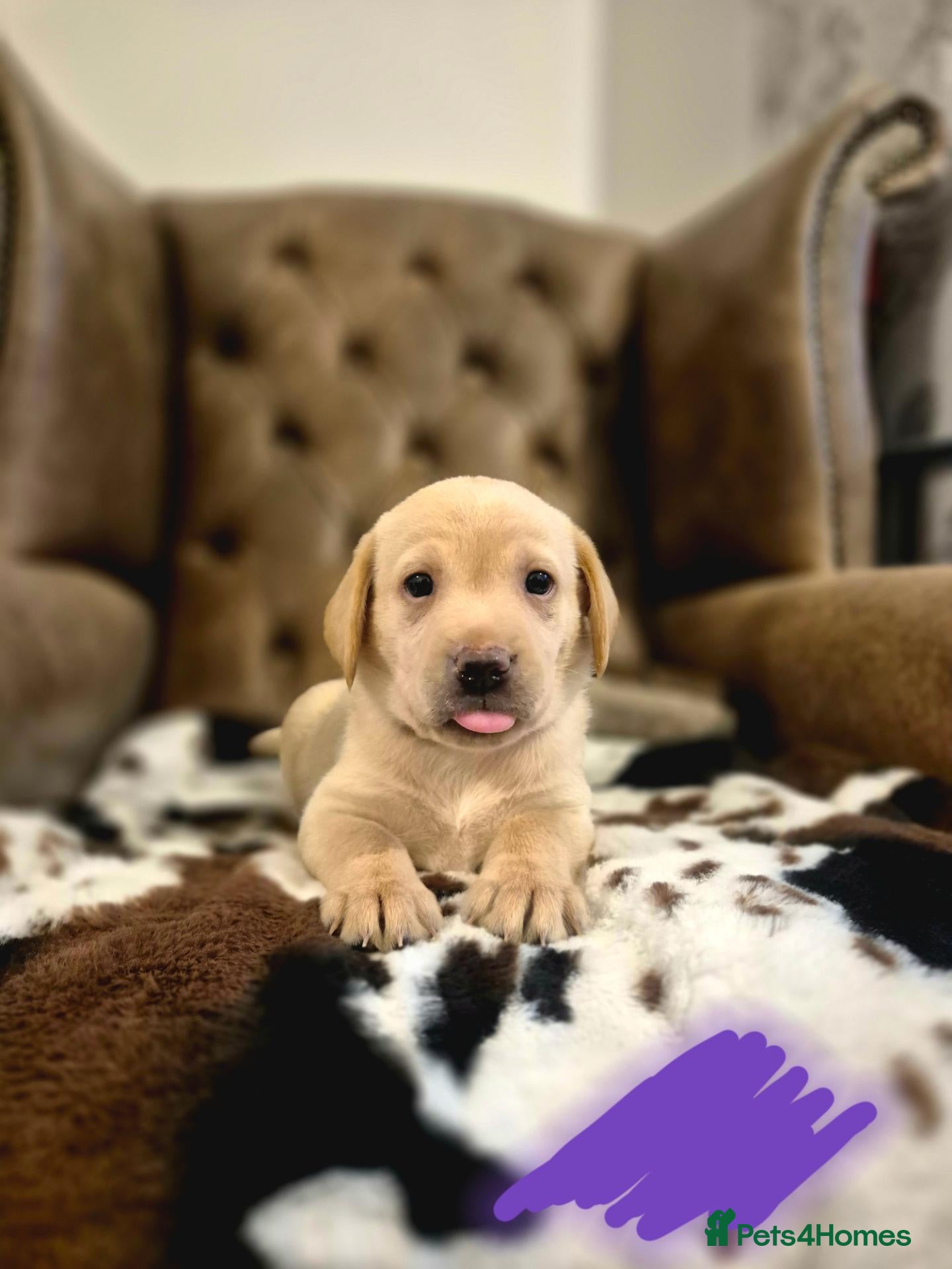Labrador Retriever dogs WORLD CLASS FTCH CHAMPION 🏆 KC HEALTH TESTED PUPS - Advert 2