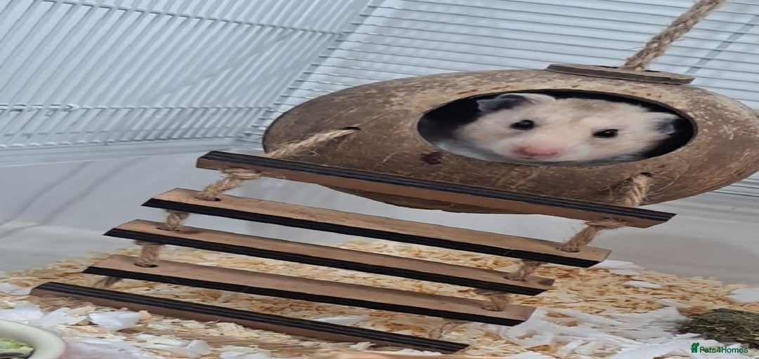 Gallery Image {{count}}