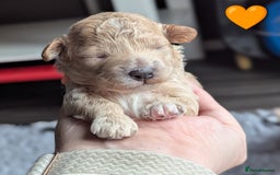 Poochon dogs for sale: 🐾 Adorable F1b Poochon Puppies - Ready November🐾 - Image 19