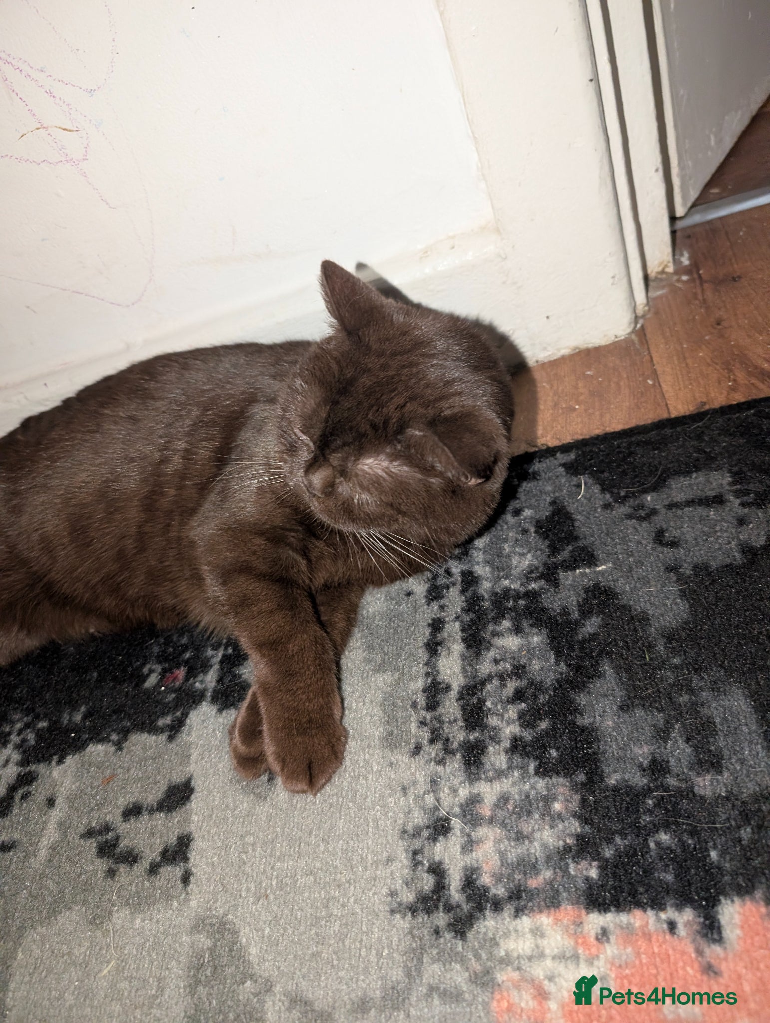 British Shorthair cats Pure British shorthair kittens  - Advert 1