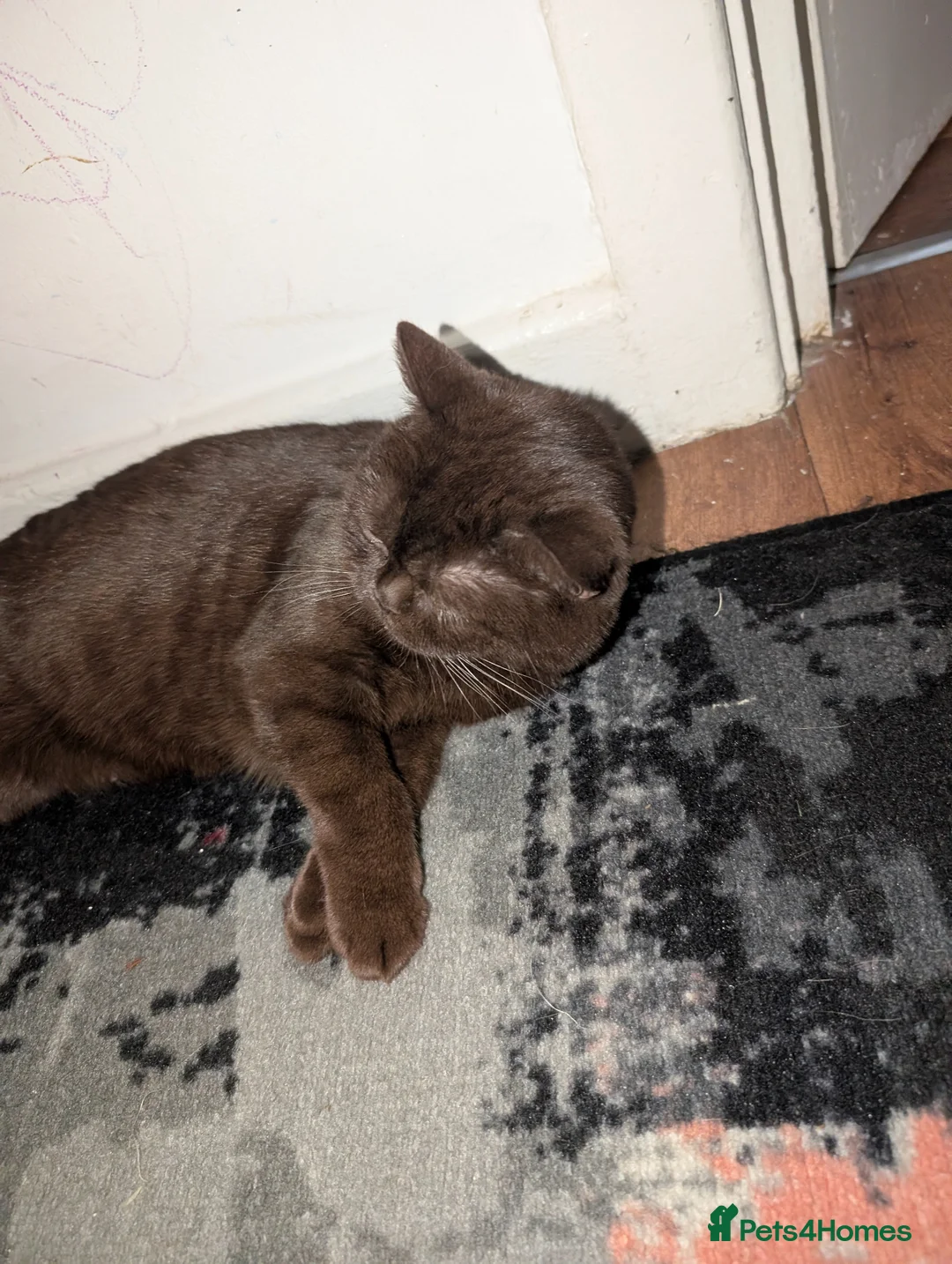 British Shorthair cats for sale: Pure British shorthair kittens  - Advert 1