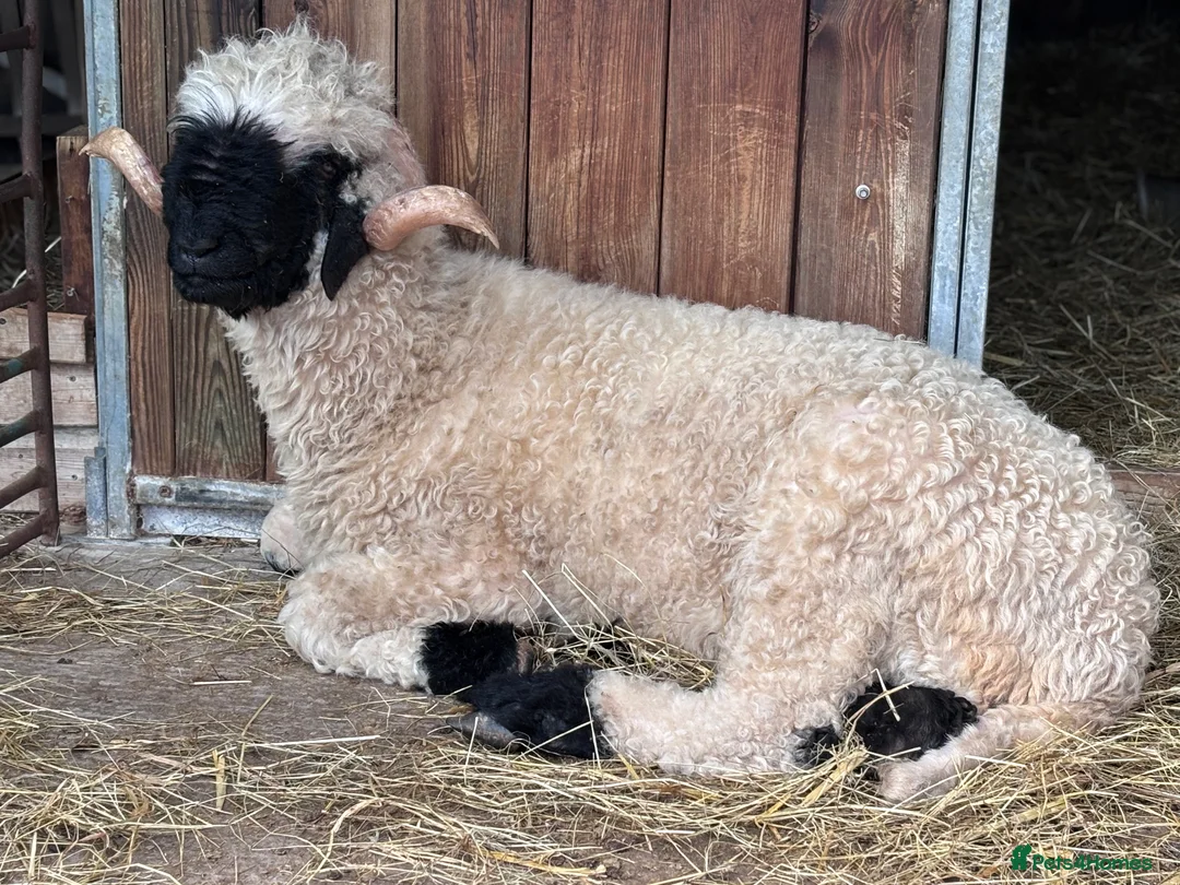 Sheep livestock for sale: Valais Blacknose available  - Advert 2