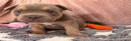 Mixed Breed dogs for sale: French bulldog X Pocket bully in Birmingham - Advert 9
