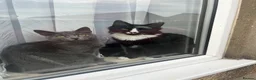 Mixed Breed cats for sale: Loving Forever Home Wanted for Our Beautiful cats - Advert 16