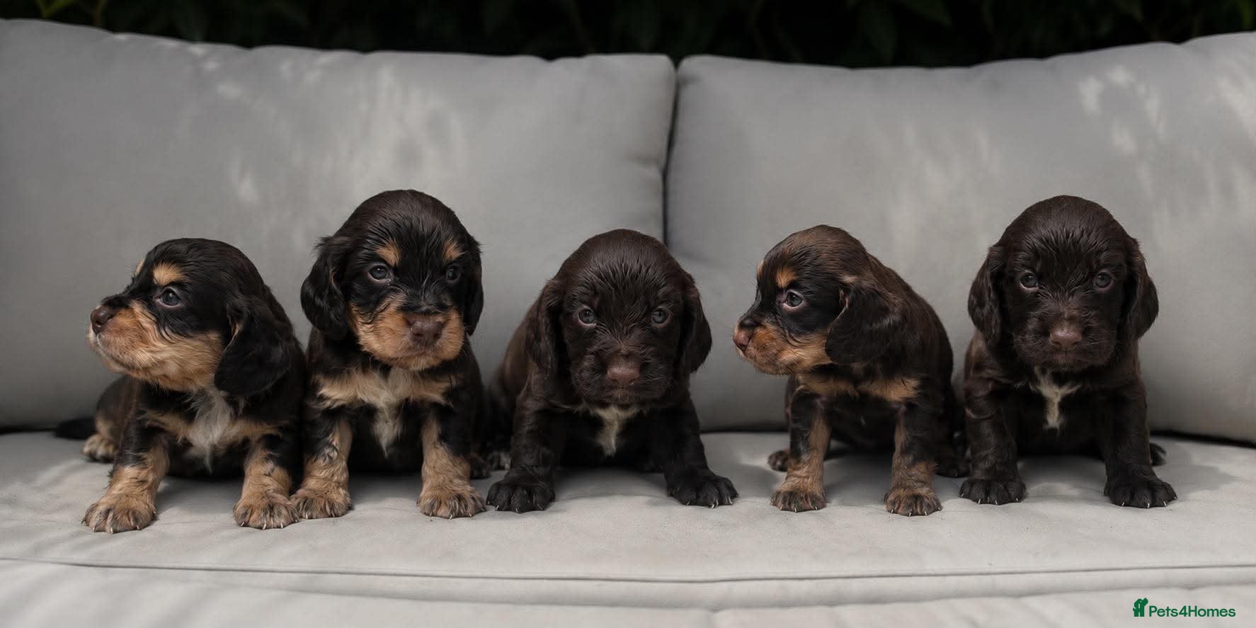Cocker Spaniel dogs 4 stunning cocker spaniel pups - Advert 8