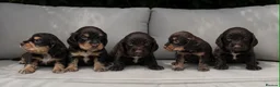 Cocker Spaniel dogs for sale: 4 stunning cocker spaniel pups - Advert 1