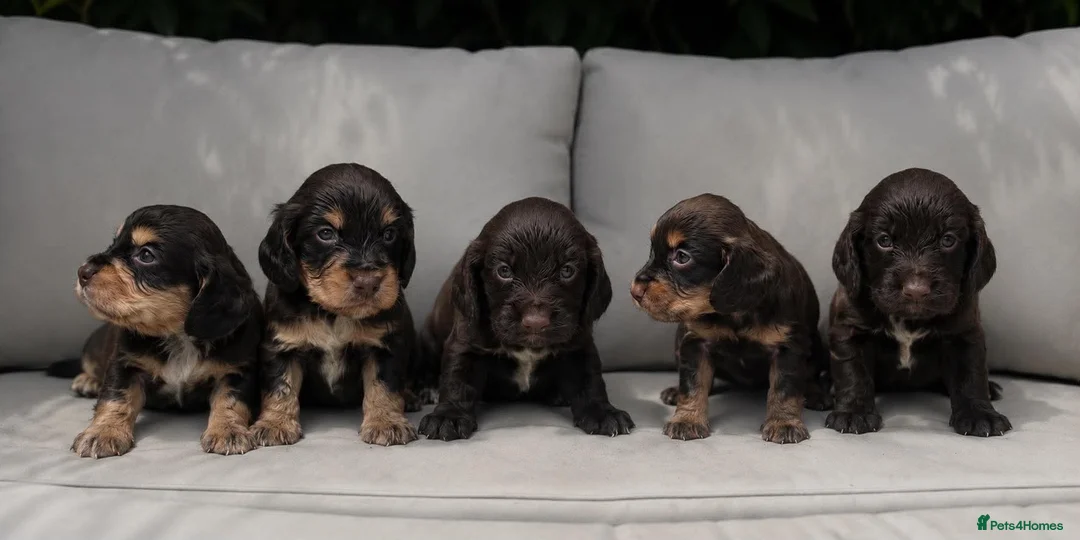 Cocker Spaniel dogs for sale: 4 stunning cocker spaniel pups - Advert 1