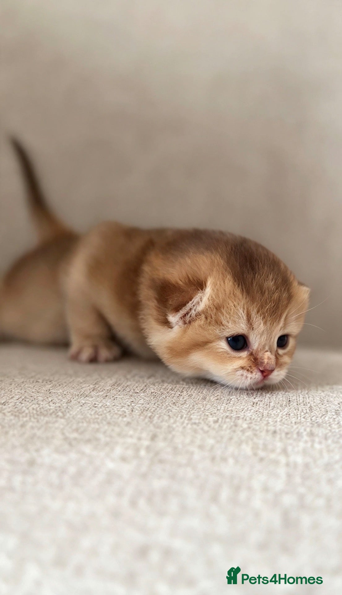 British Shorthair cats for sale: 🐾British Shorthair Golden Shaded Kittens🐾 - Advert 2