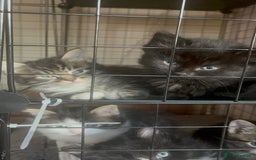 Mixed Breed cats for sale: 9 gorgeous kittens - Image 12