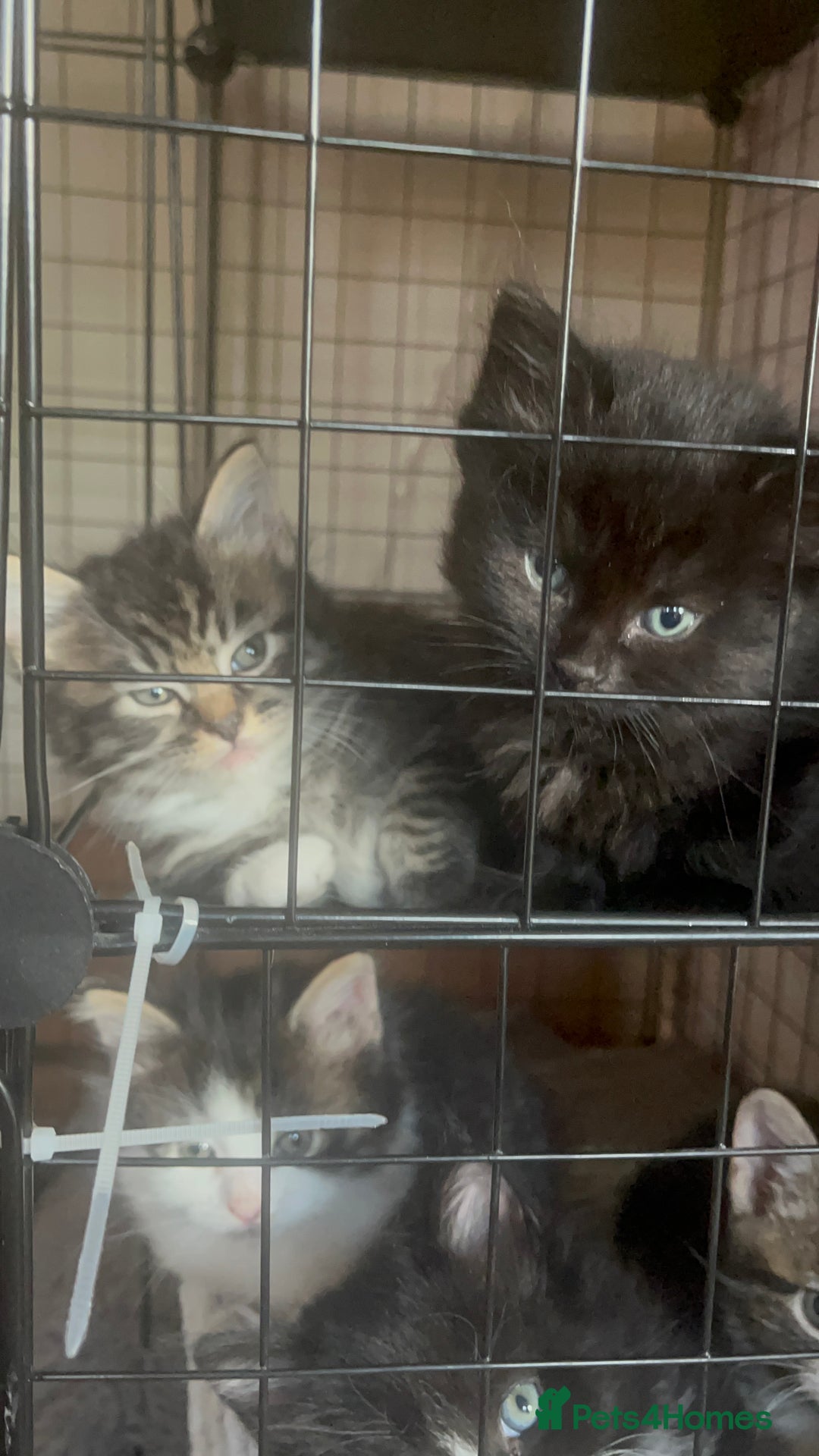 Mixed Breed cats for sale: 9 gorgeous kittens - Image 12