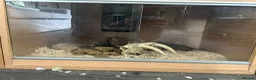 Snake reptiles for sale: Western Hognose with full Setup - Advert 3