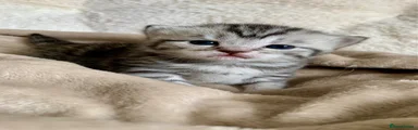 British Shorthair Kitten 3