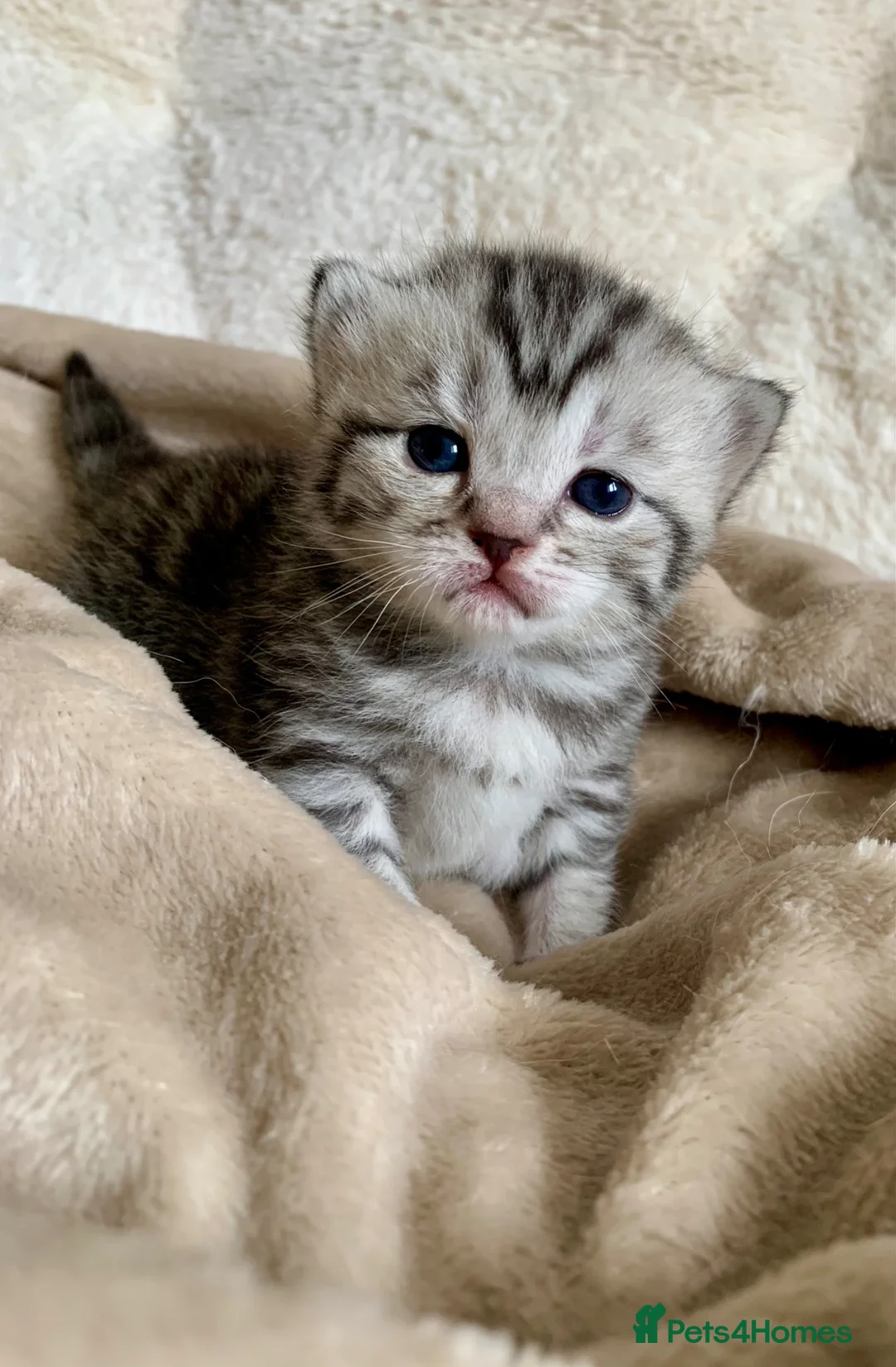 British Shorthair cats for sale: Beautiful silver tabbies - Advert 1