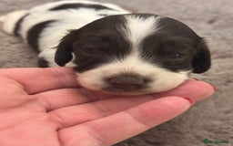 Cockapoo dogs for sale: Unusually fabulous cockapoos   - Image 14