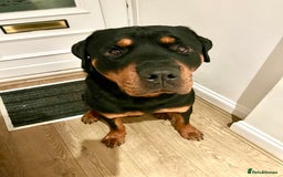 Rottweiler dogs for sale: Cuddly, Super Friendly Rottie for Sale - Image 2