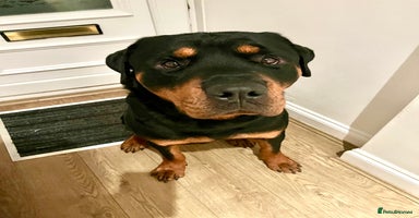 Rottweiler dogs - Advert 9
