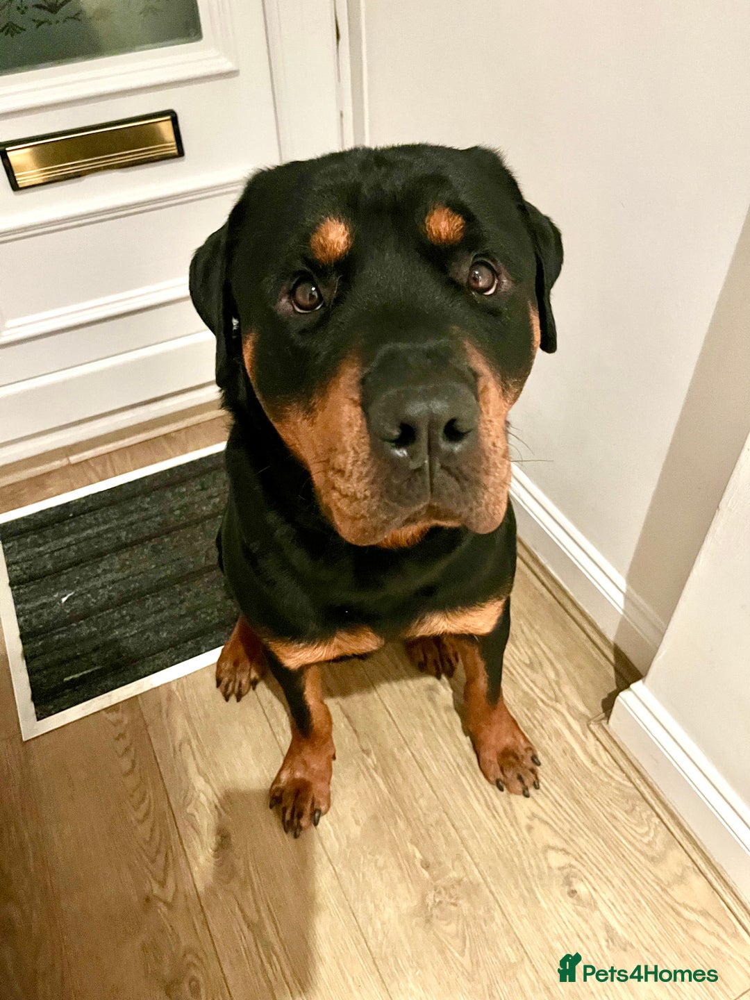 Rottweiler dogs for sale: Cuddly, Super Friendly Rottie for Sale - Image 2