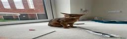 Abyssinian cats for sale: Handsome Abyssinian Boy in Stafford - Advert 4
