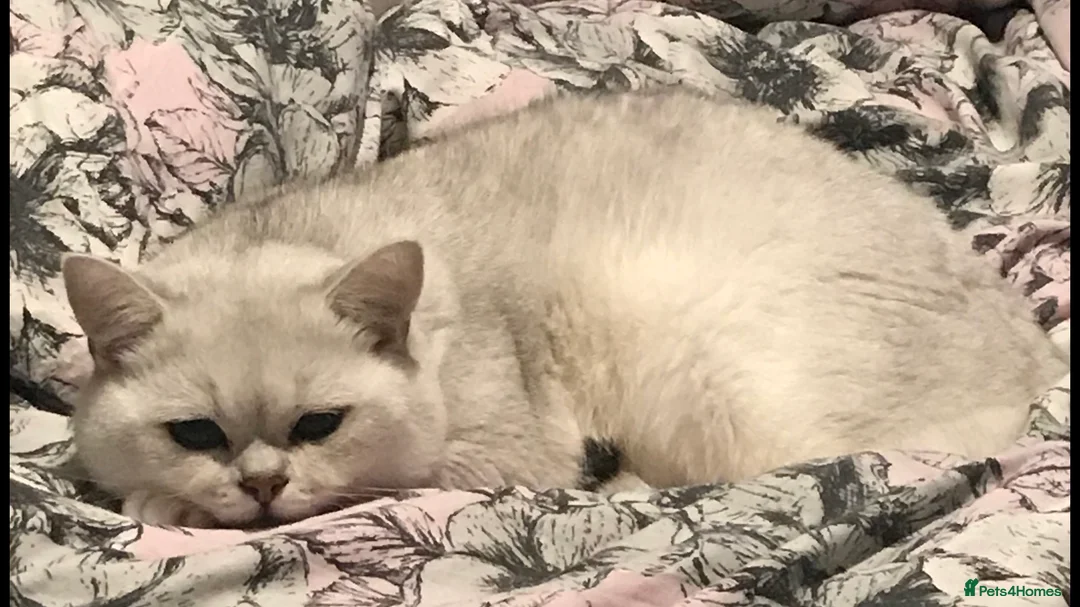British Shorthair cats for stud: 🐾 British Shorthair Silver Shaded Stud 🐾 in Basildon - Advert 7