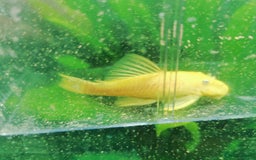 Cichlids fish for sale: Dark Knight rams/Golden Lemon blue Eyes Pleco pair - Advert 5