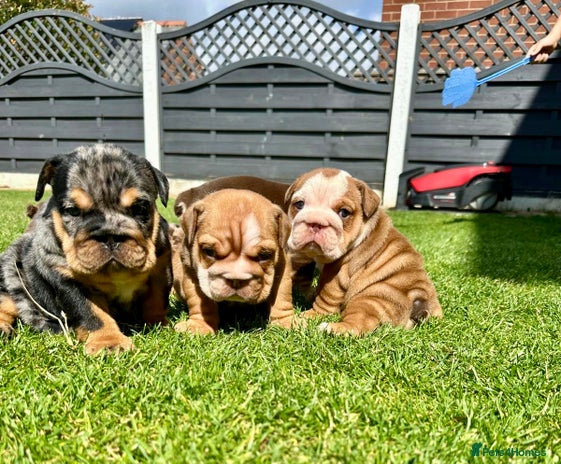 English Bulldog dogs - Advert 9