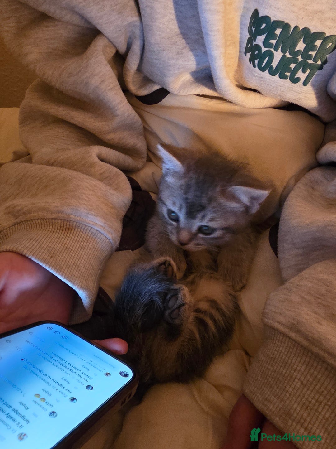 Scottish Fold cats for sale: Scottish Fold  - Advert 2